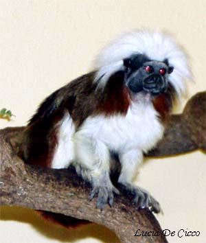 Foto de Macaco Sagui Cabeçadealgodão Saguinus Oedipus e mais fotos